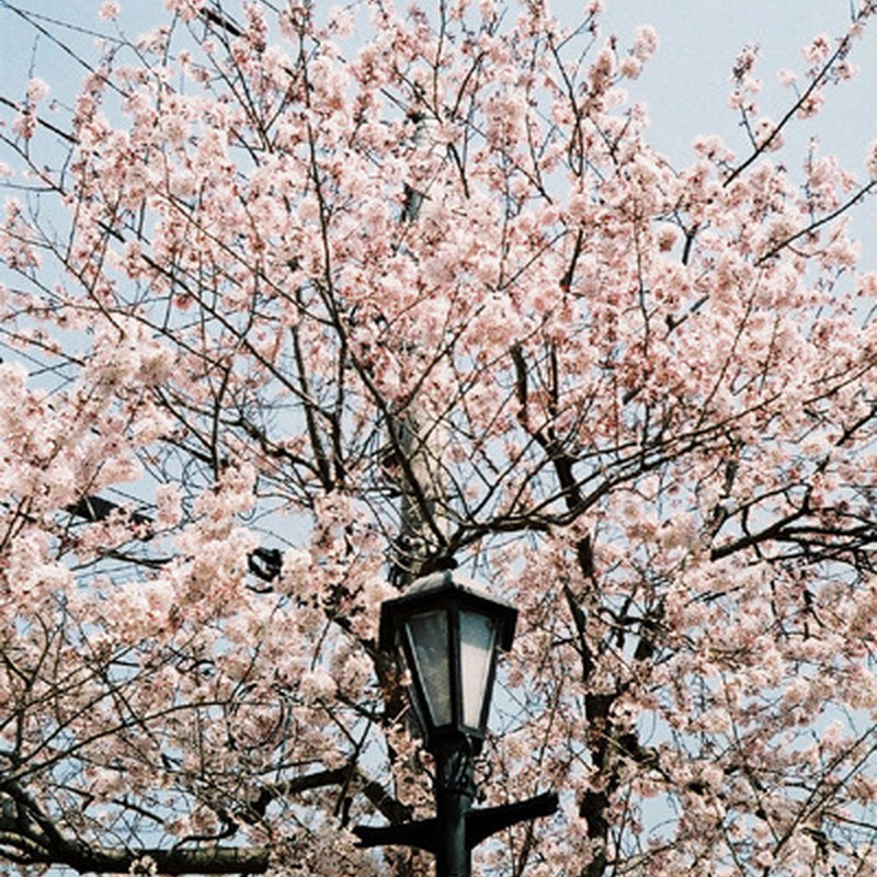 街灯だって、踊り出す