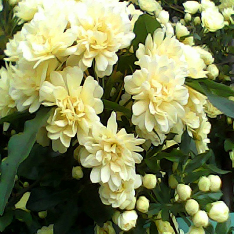 香りをたどって