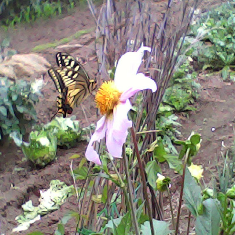 お食事中失礼します