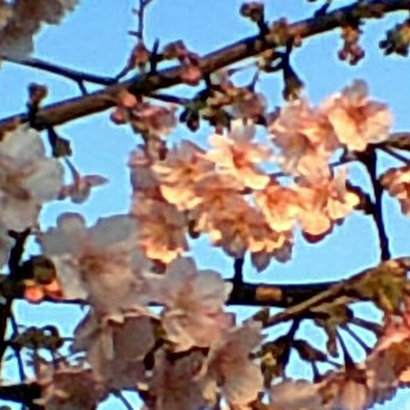 夕日色の桜