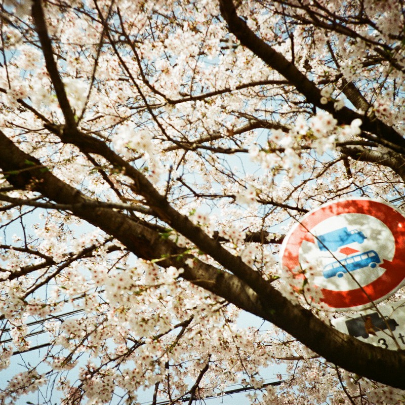 桜と標識