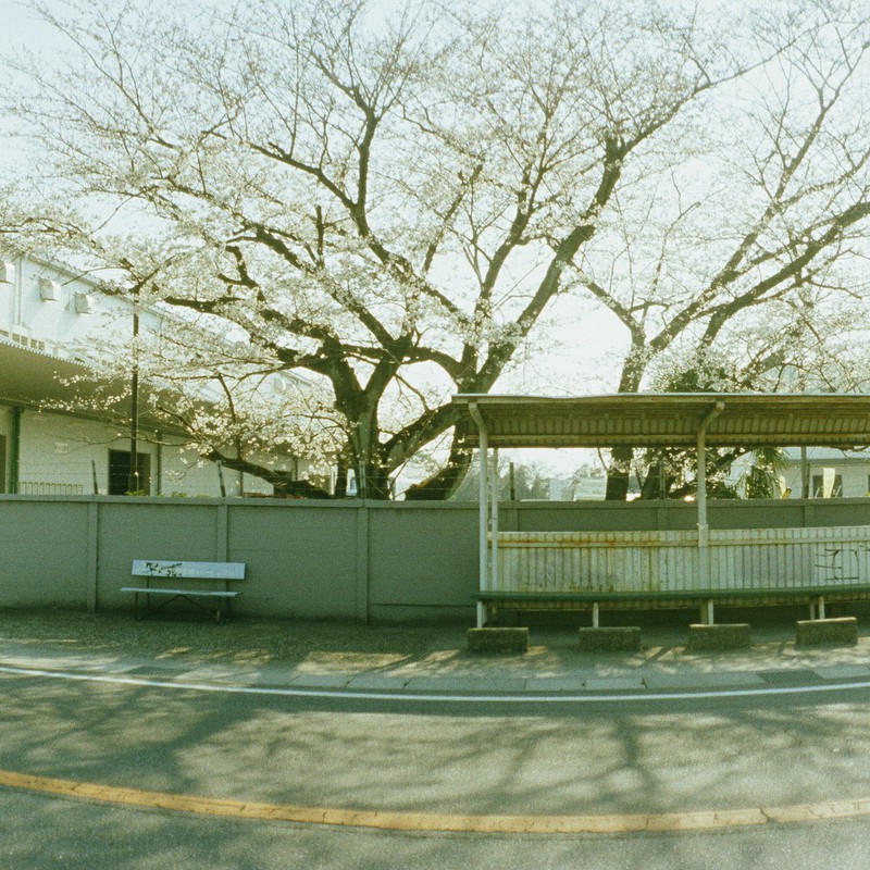バス停と桜