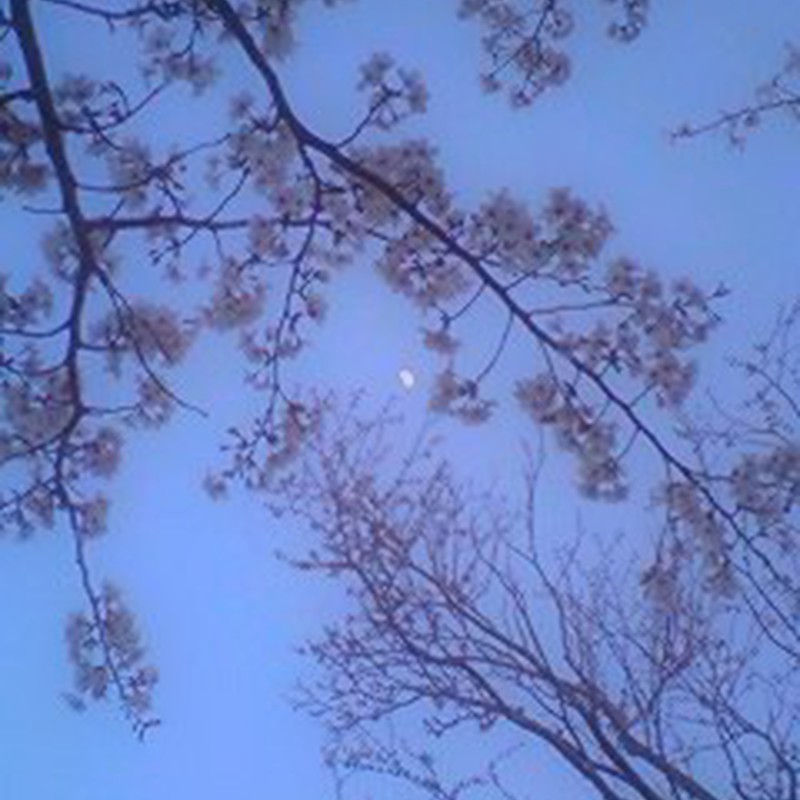 夕空と月と桜