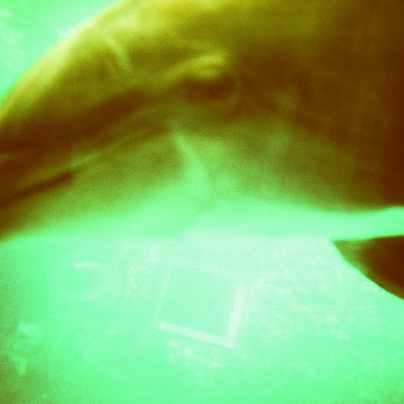イルカの挨拶
