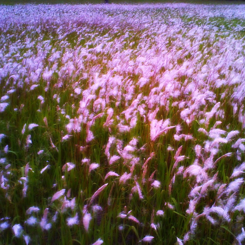夏草　　summer grass
