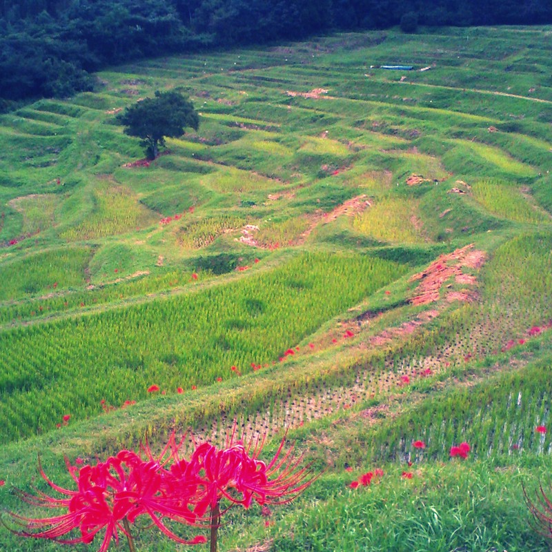 里山　　rice terraces　　