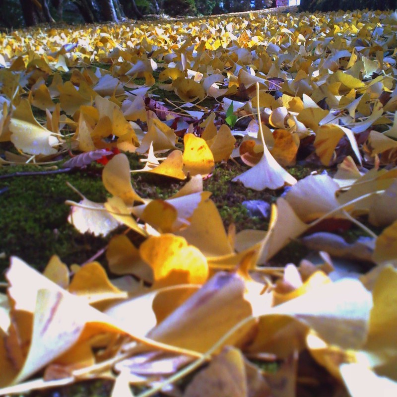 坂道　　 fallen leaves