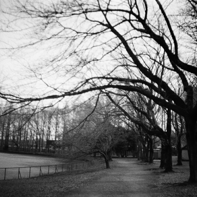 モノクロと枯れ木