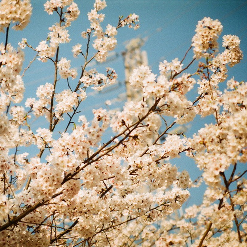 桜の春には、また