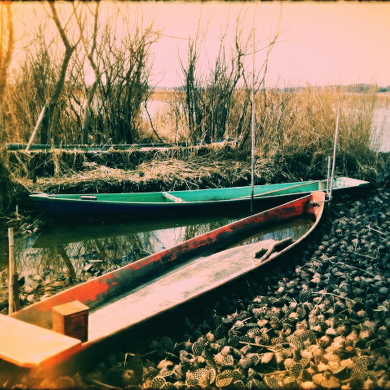 蓮とボート