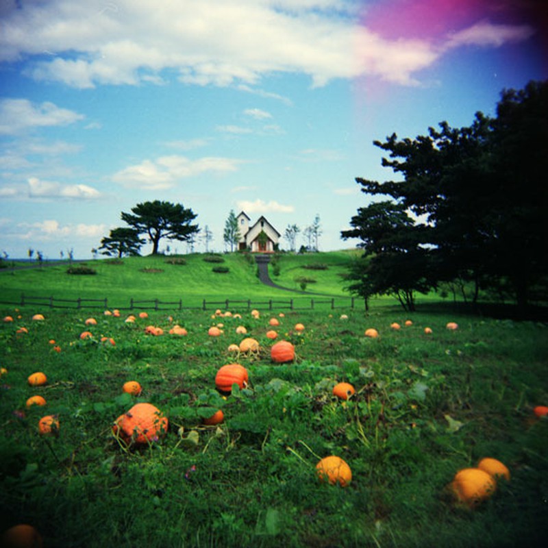 Pumpkins in Grass