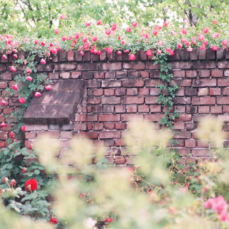 バラの壁