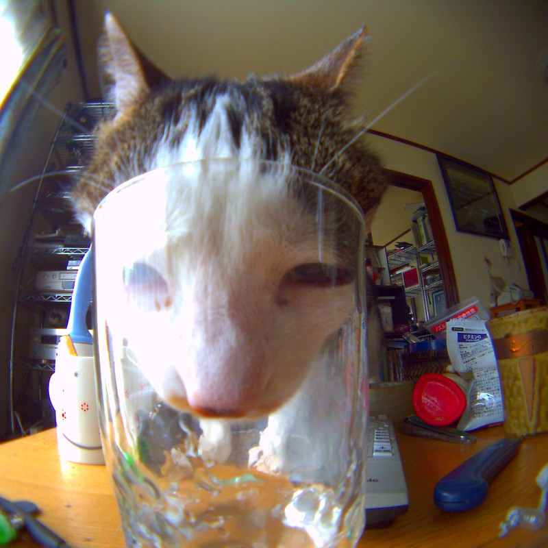 コップの水を飲みたい猫