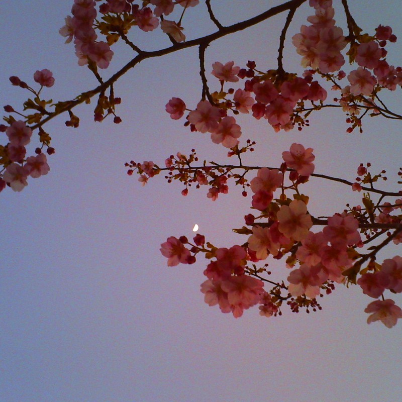 桜ごしの月
