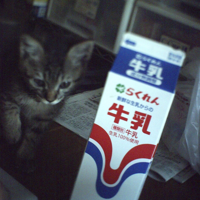 ネコと牛乳