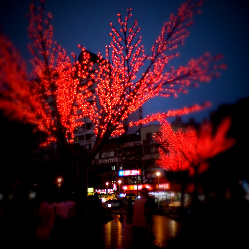 紅燈樹影