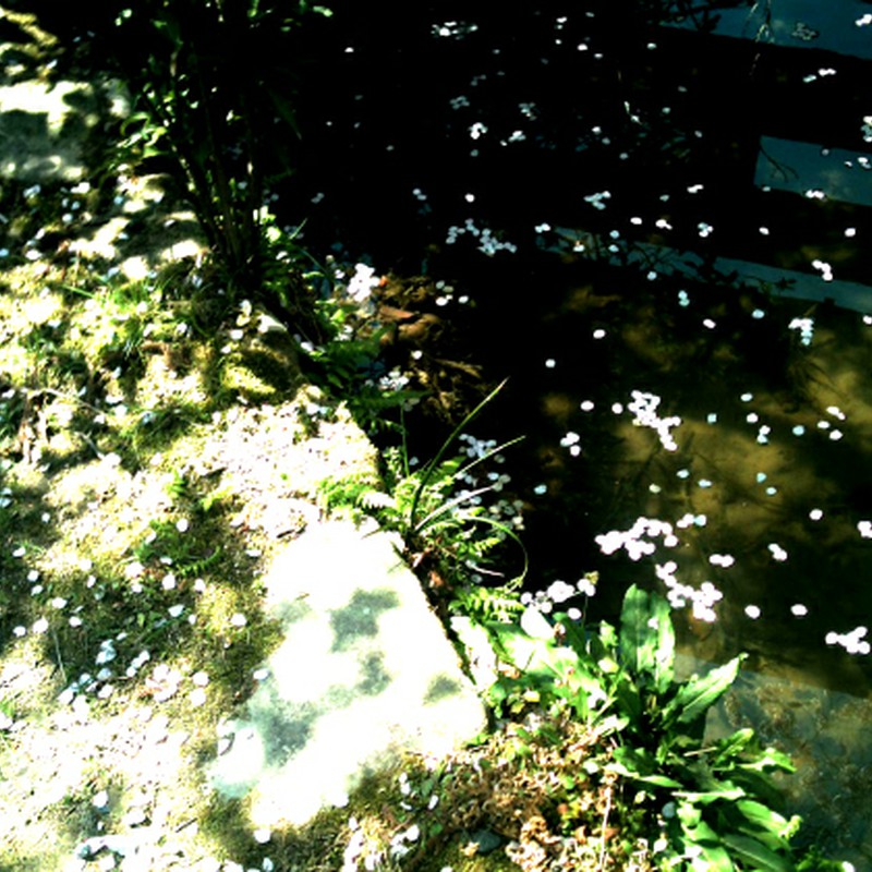 桜＋池＋地面