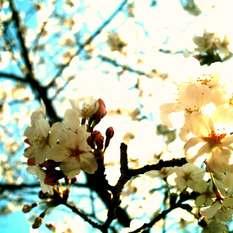 繁多寺×桜