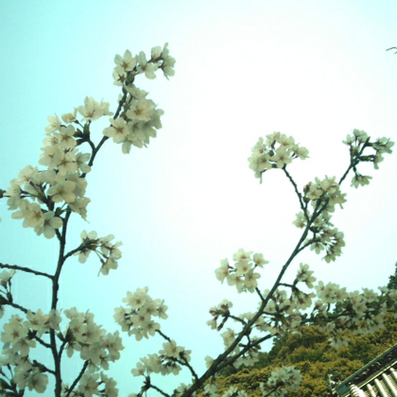 繁多寺×桜