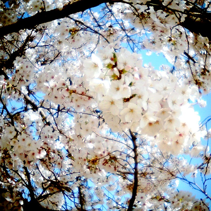 石手川公園×桜