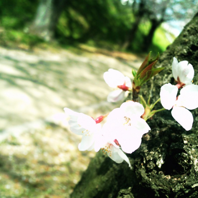 石手川公園×桜