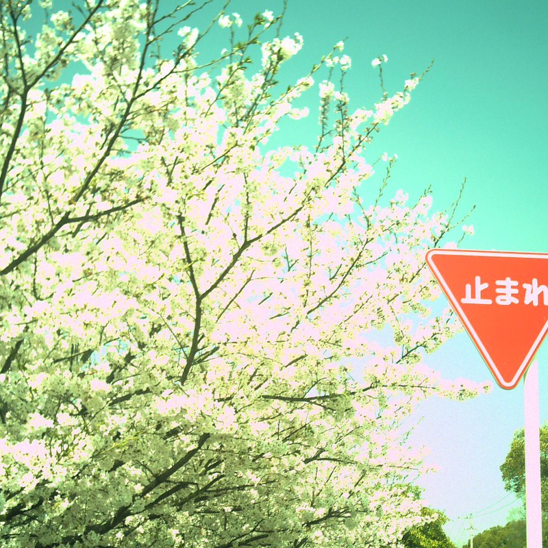 桜×標識