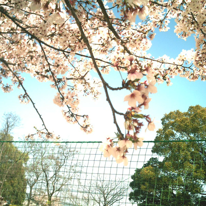 桜×ネット