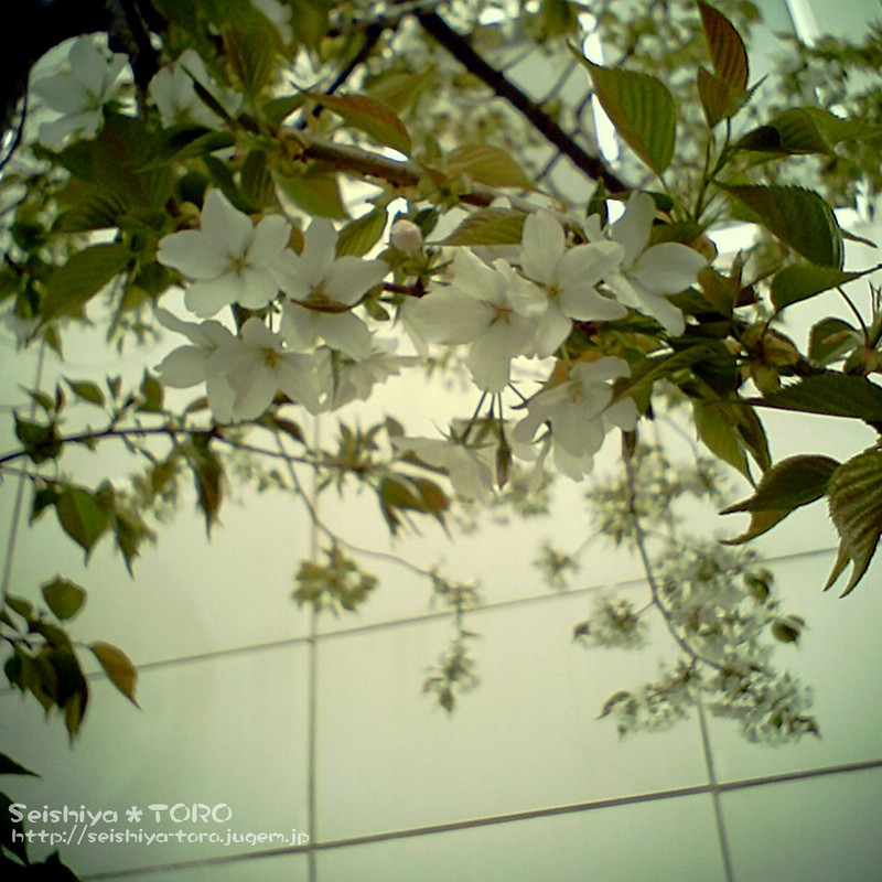 日蔭の桜