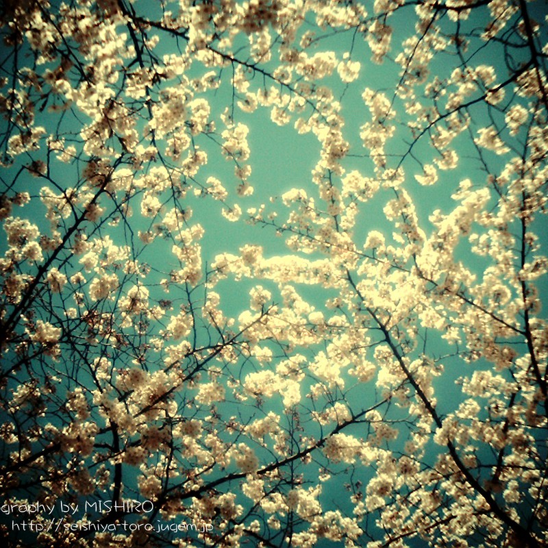 空一面の桜