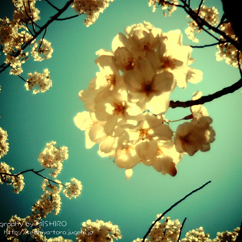 光に透ける桜