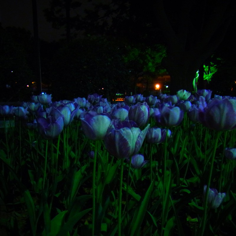 Night　Flower