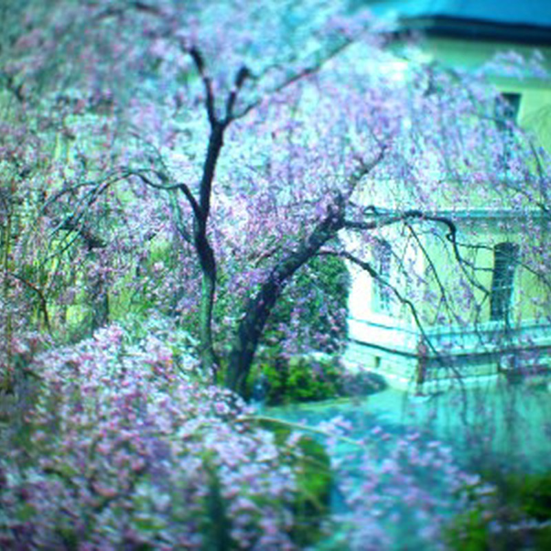 伝統の桜