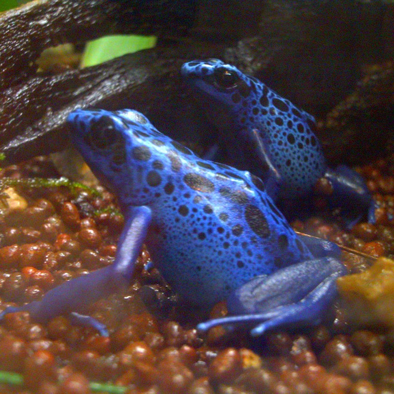 青い蛙は毒がある
