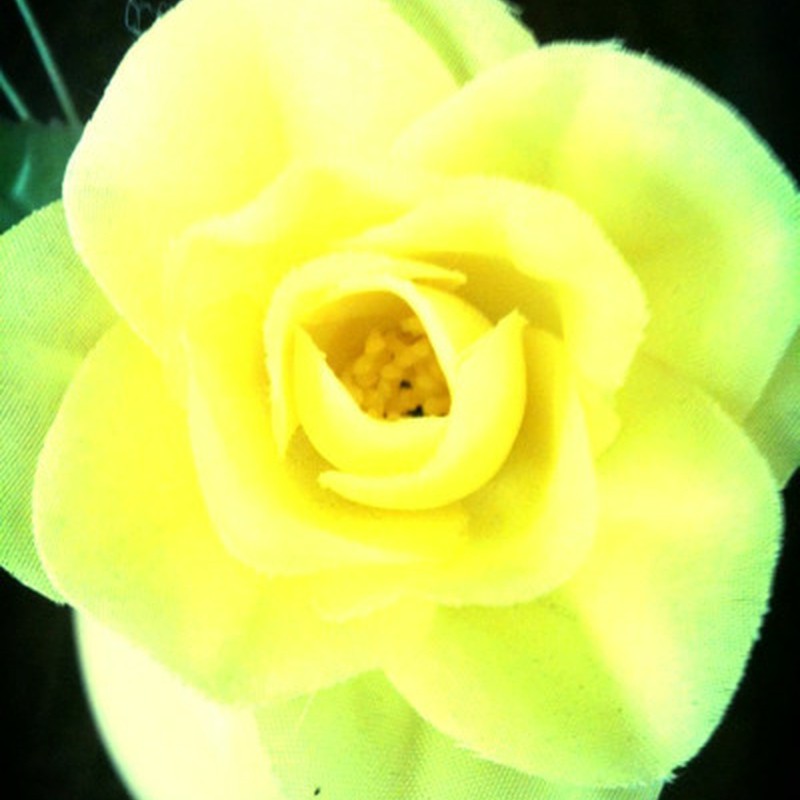 黄色いバラ・・。