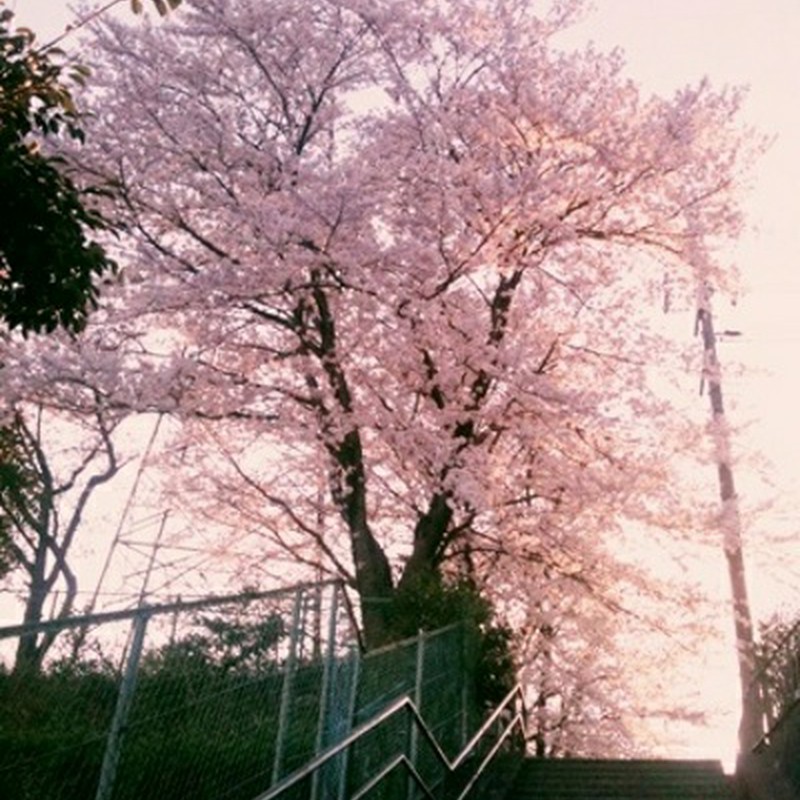 桜と鉄塔