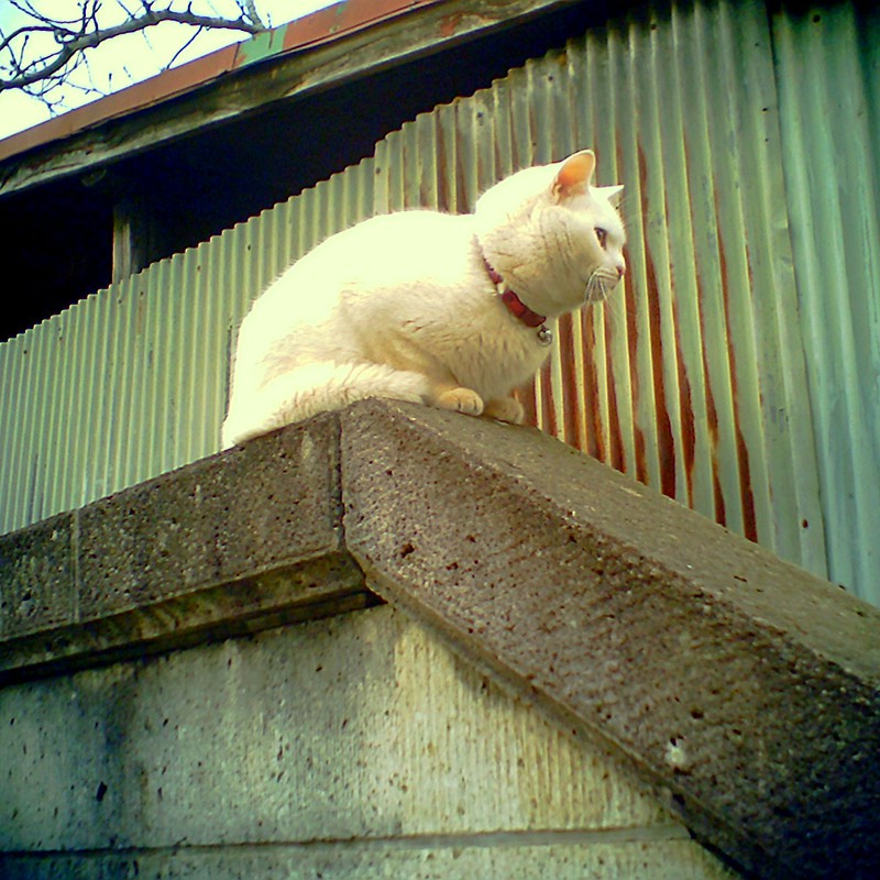 白ネコ