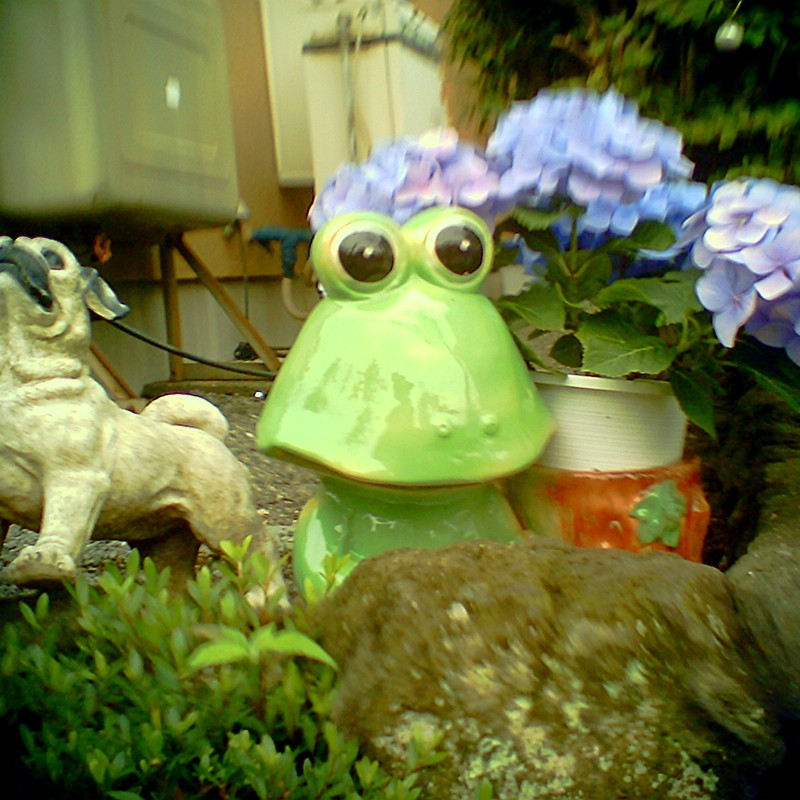 蛙と紫陽花