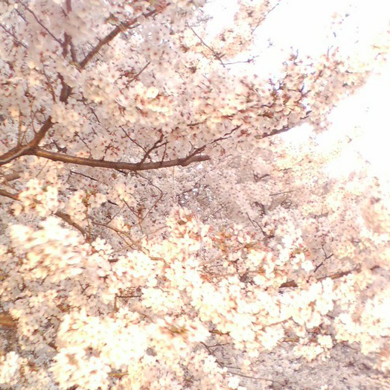 桜色♪