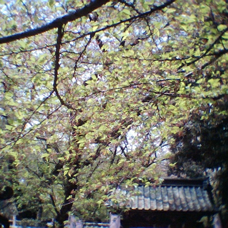 葉桜。