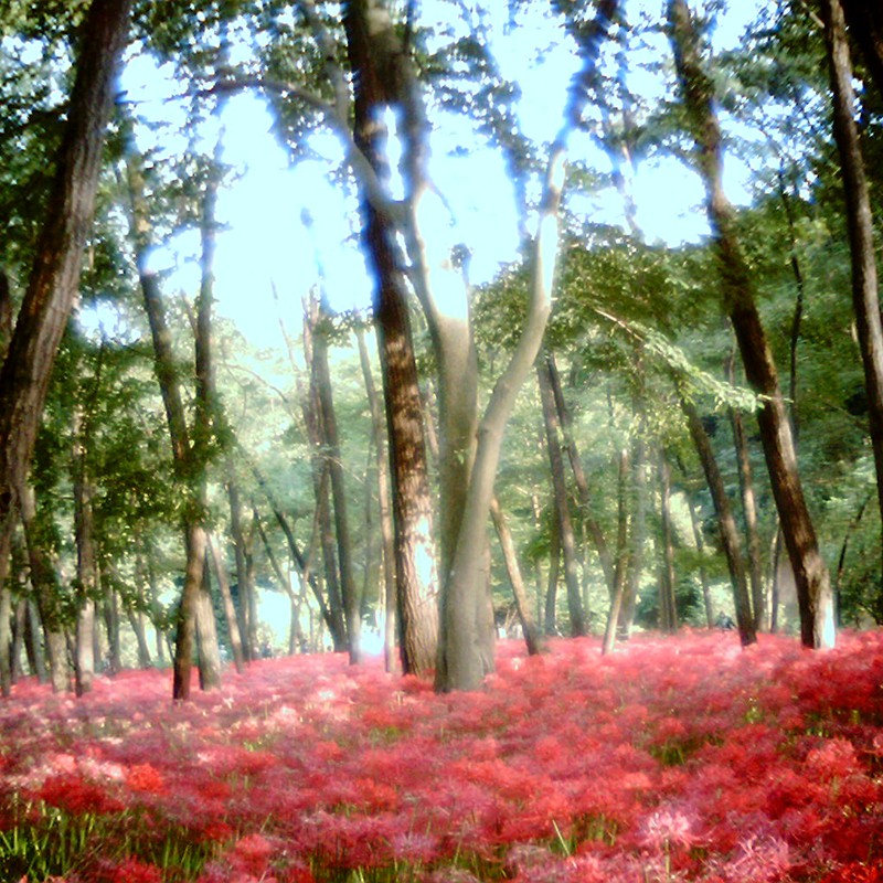 曼珠沙華の森。