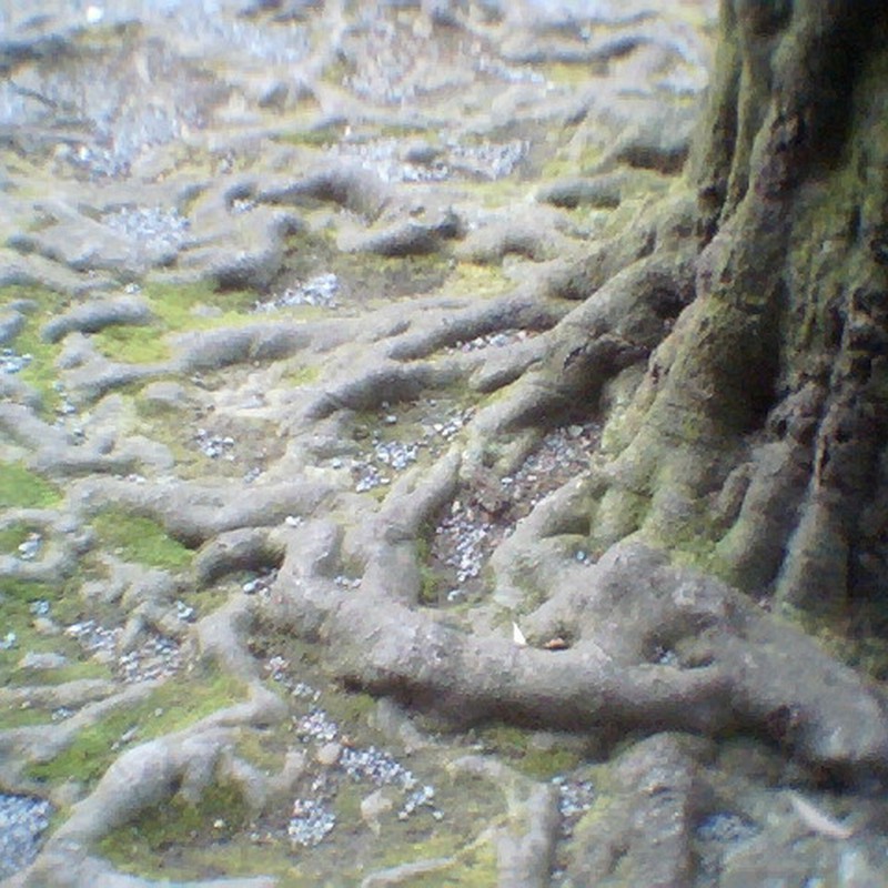 木の根。