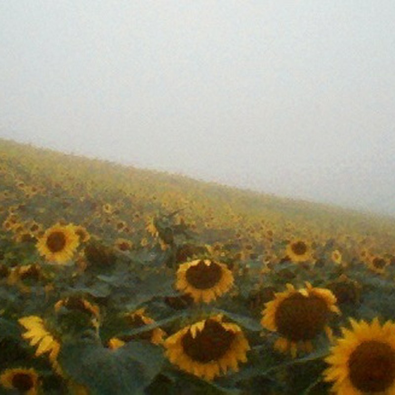 霧の中のひまわり畑。
