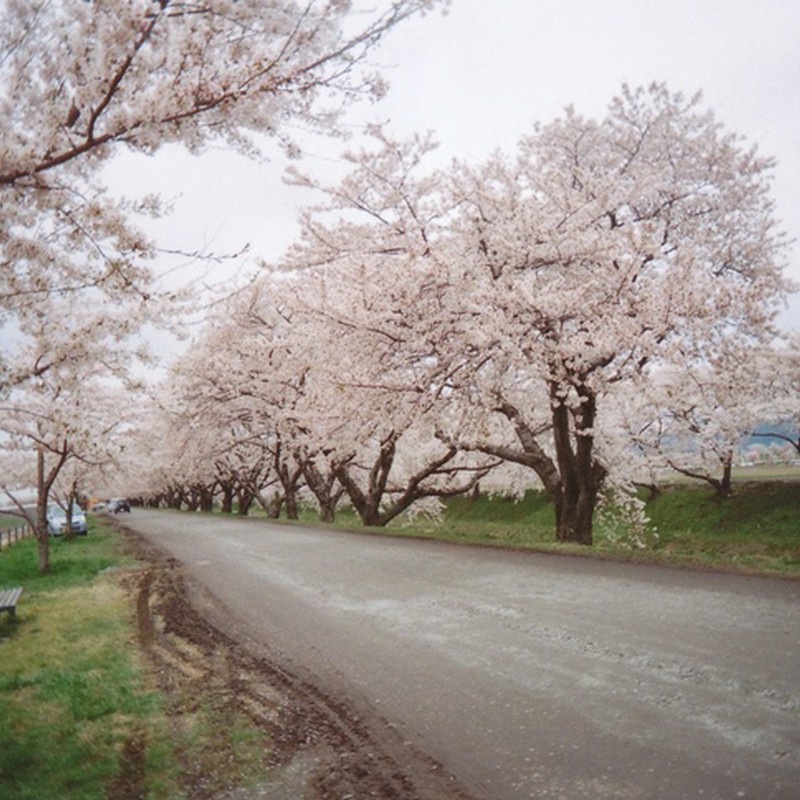 舟川べりの桜