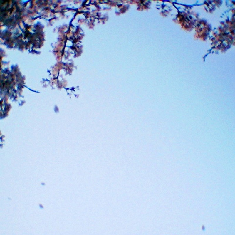 桜、ひらひら。