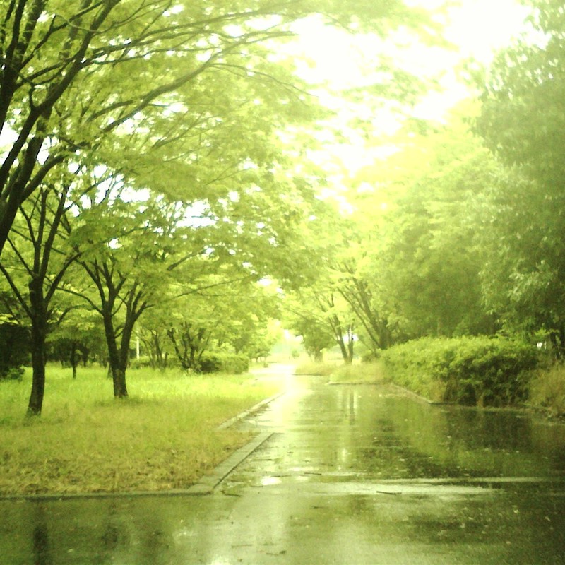 雨の公園