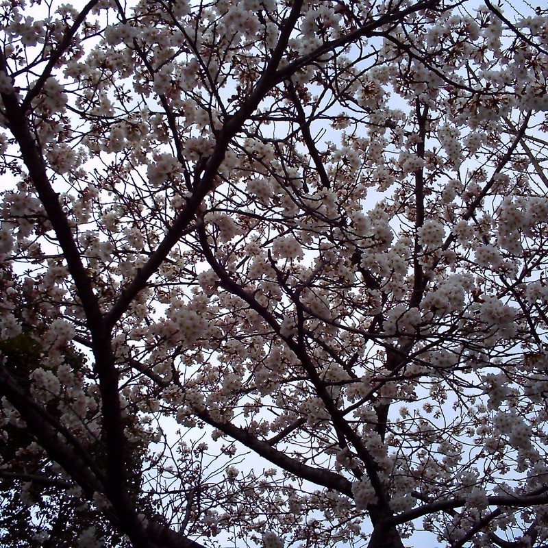 桜*