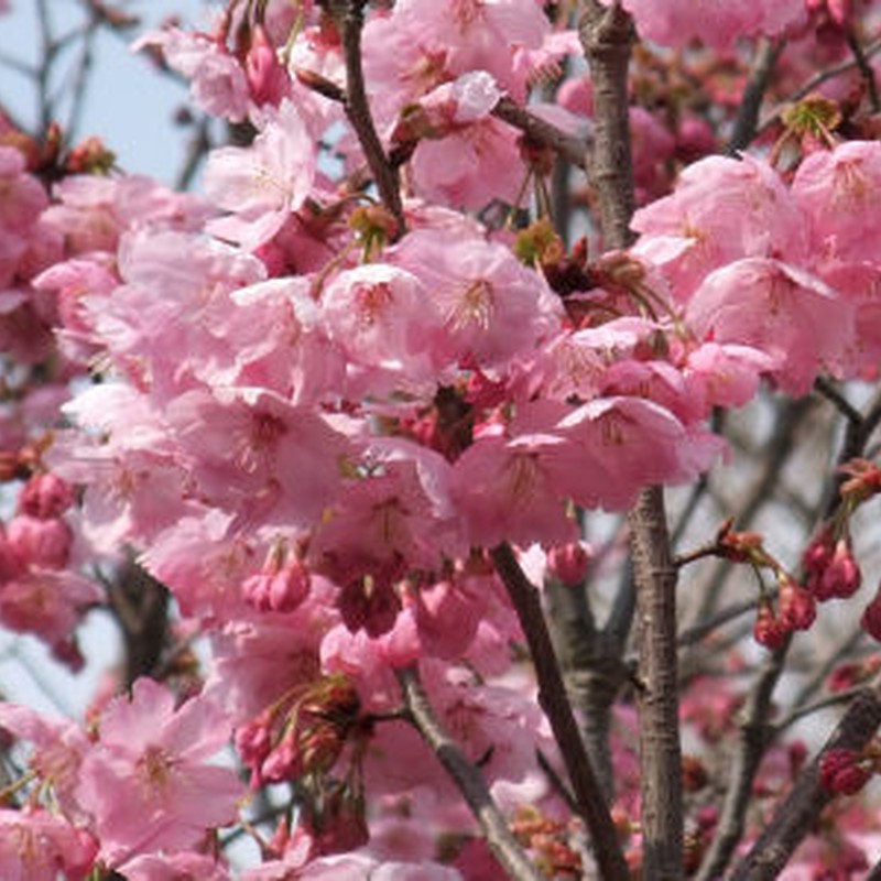 桜八分咲き