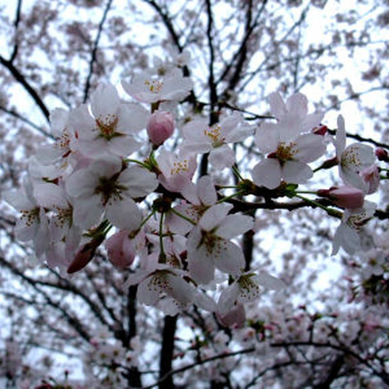 桜の花拡大
