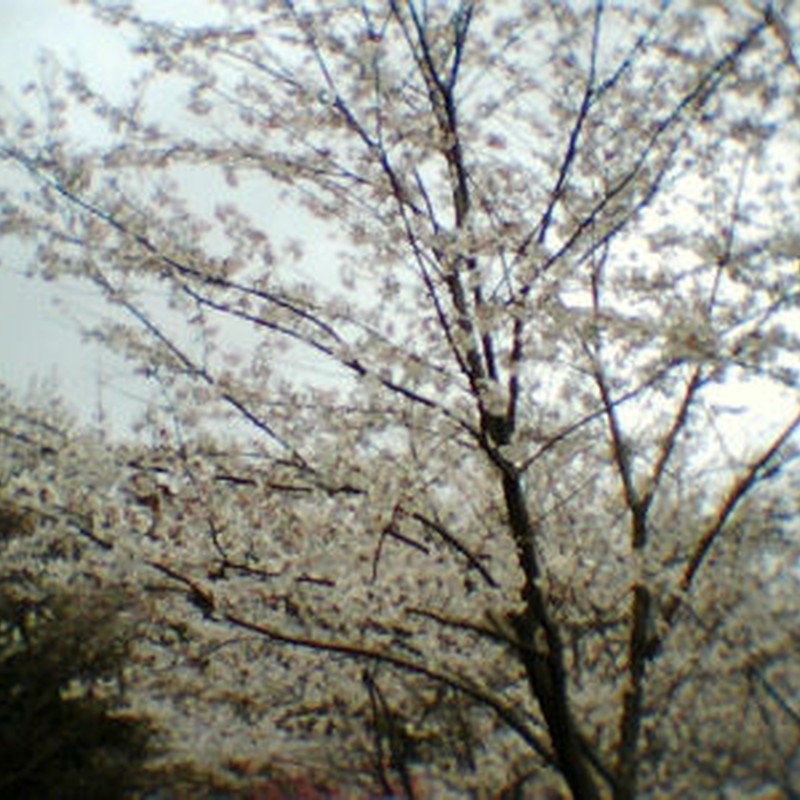 ぼんやり桜