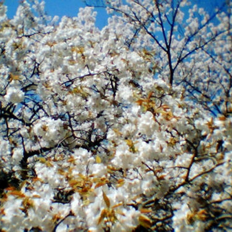 桜２種(2)